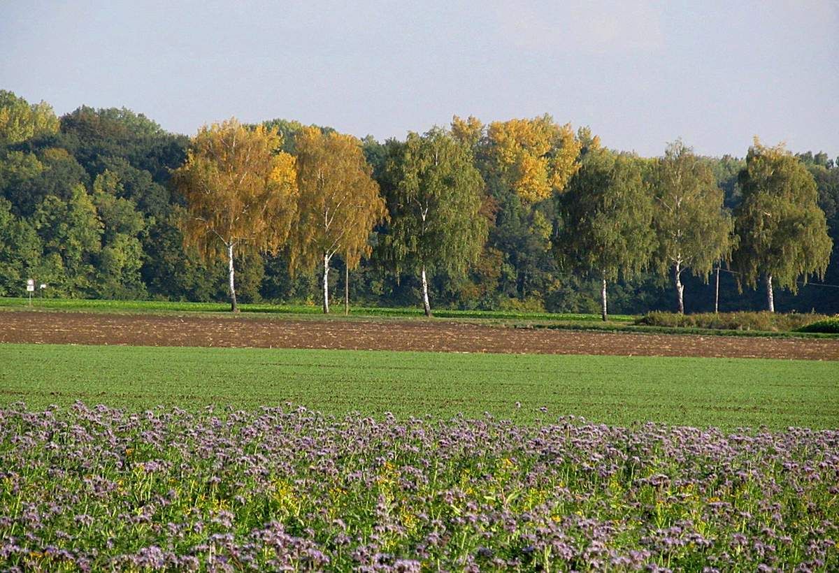 Landschaftsfoto Phaceliafeld im Hintergrund Birken in Herbstlaubfarbe
