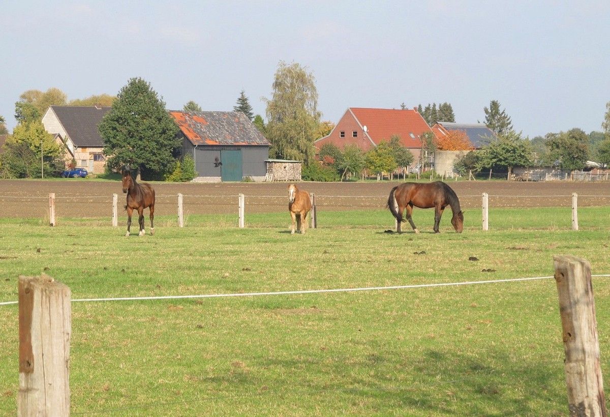 Pferde auf der Weide