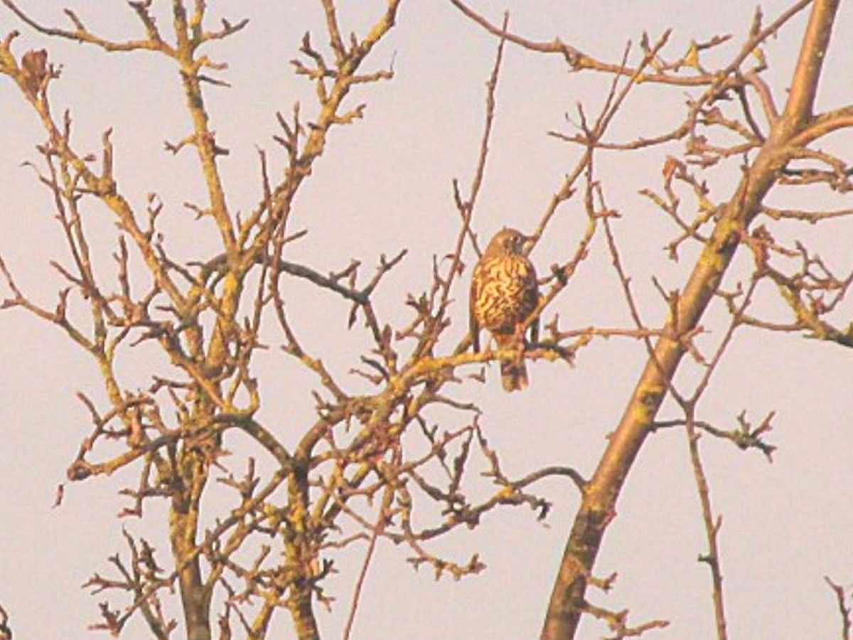 Vogel im laublosen Geäst