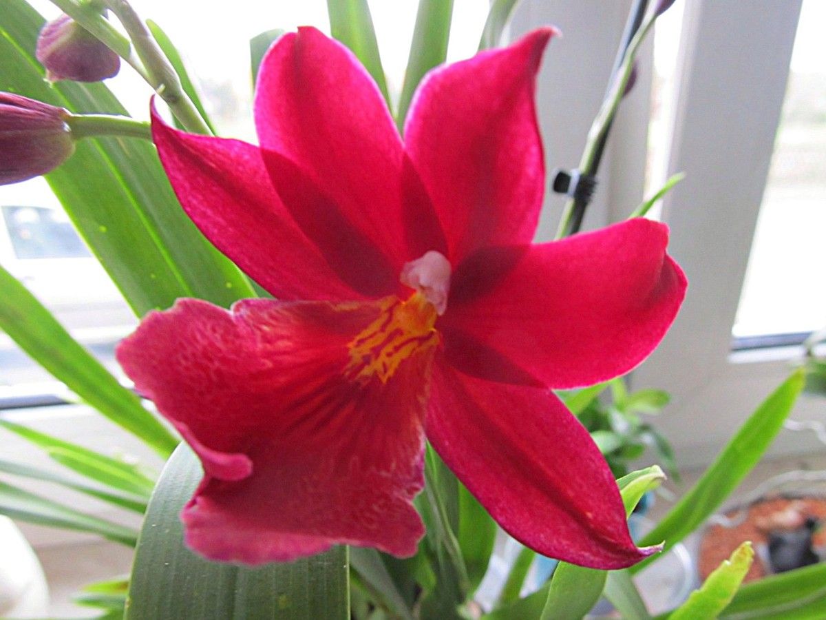 rote Orchidee