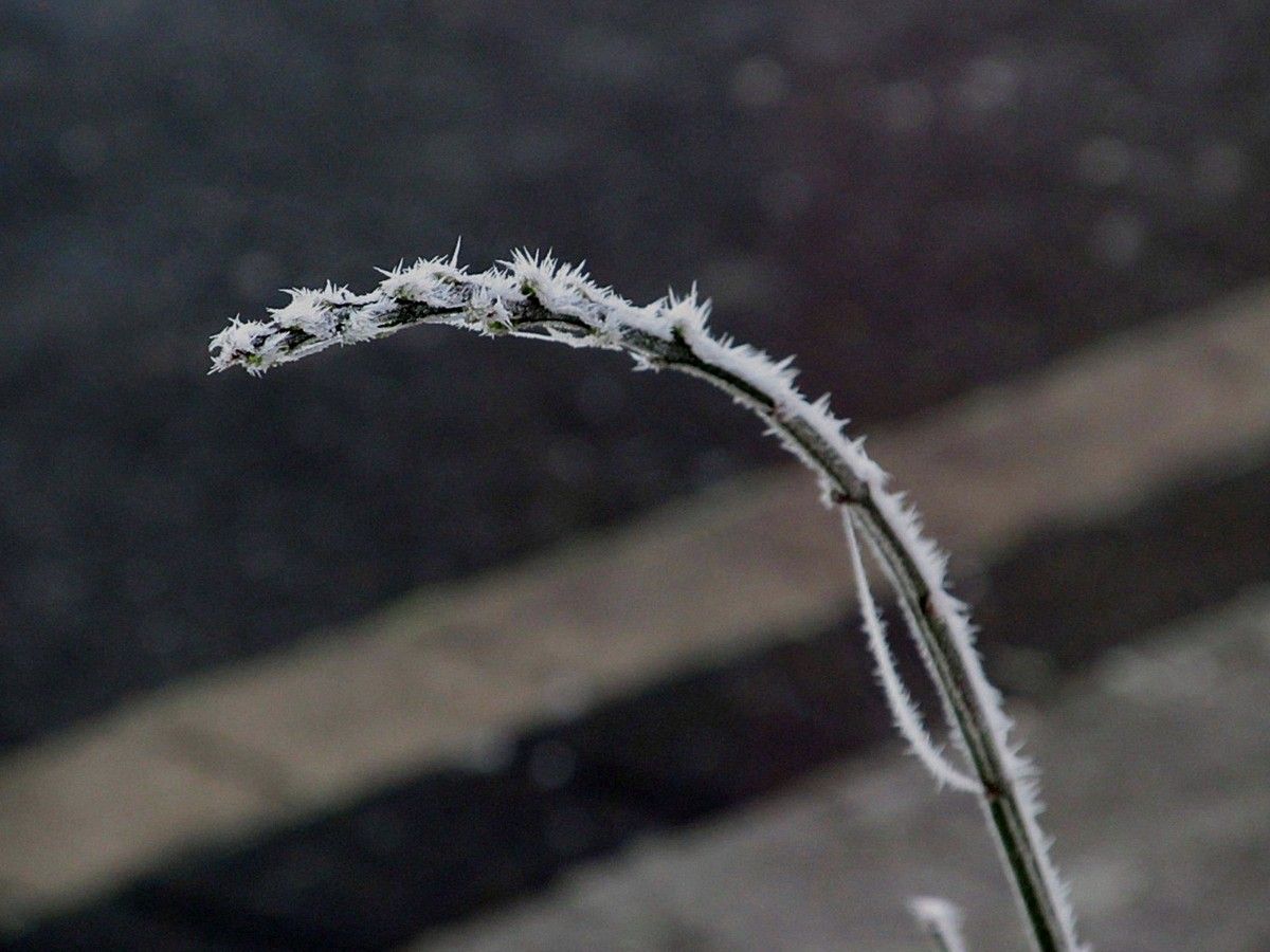 kleiner Zweig mit Raureifstacheln