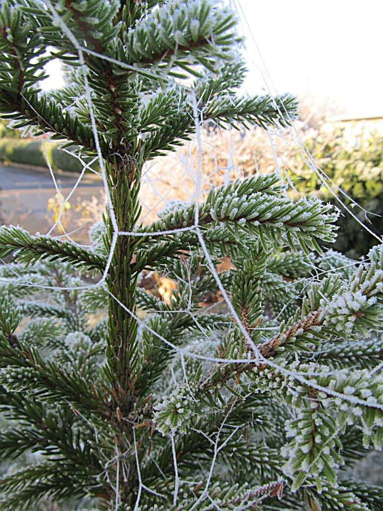 Frostfäden an einer Tanne