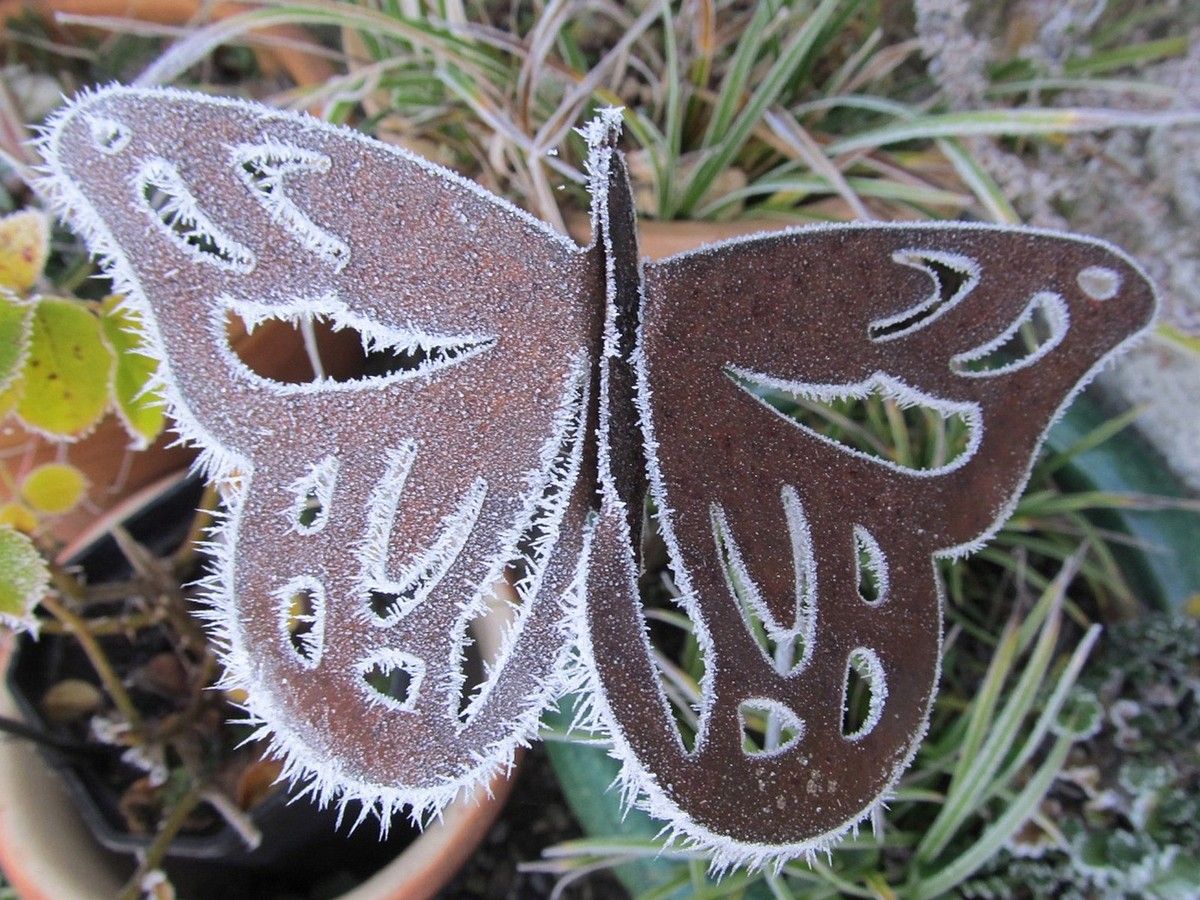 Kupferschmetterling mit Frostrand