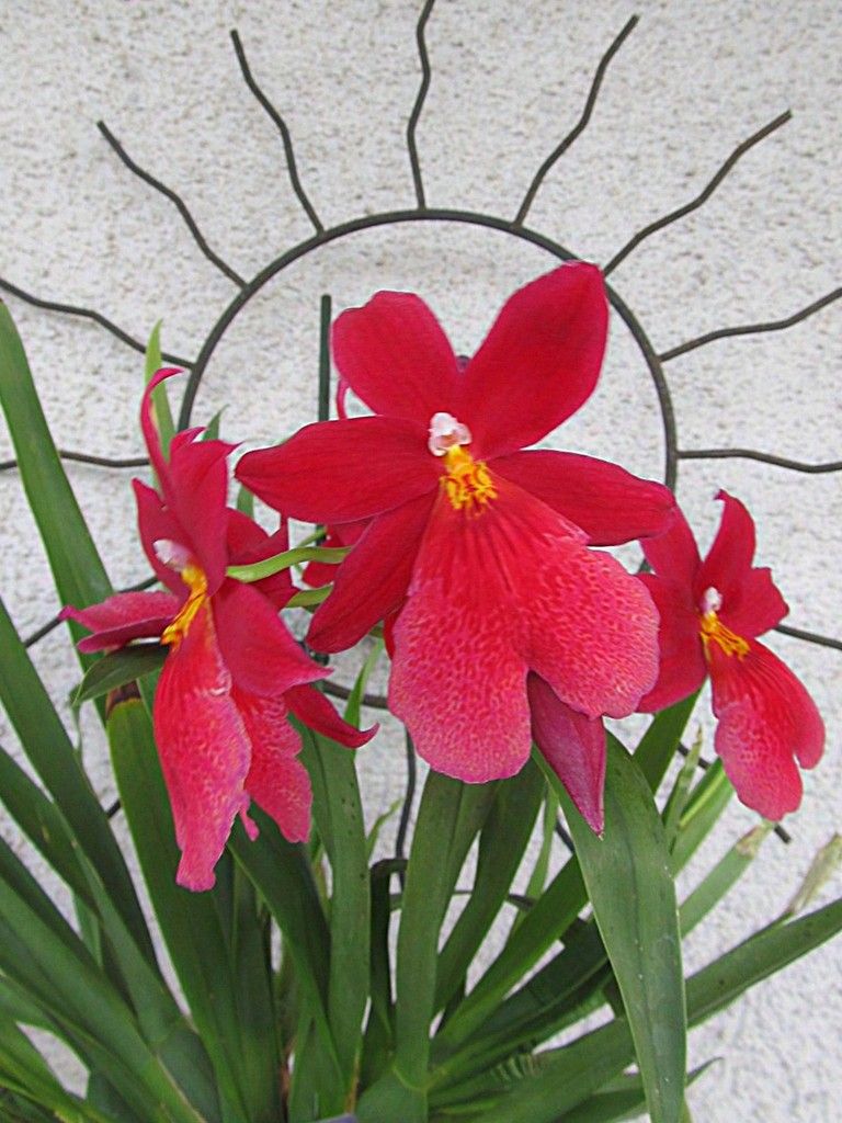 Burrageara Nelly Isler_02