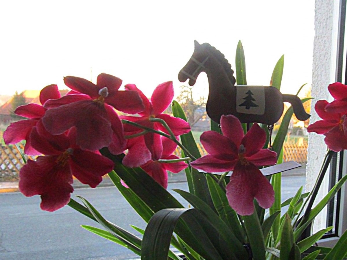 Burrageara Nelly Isler