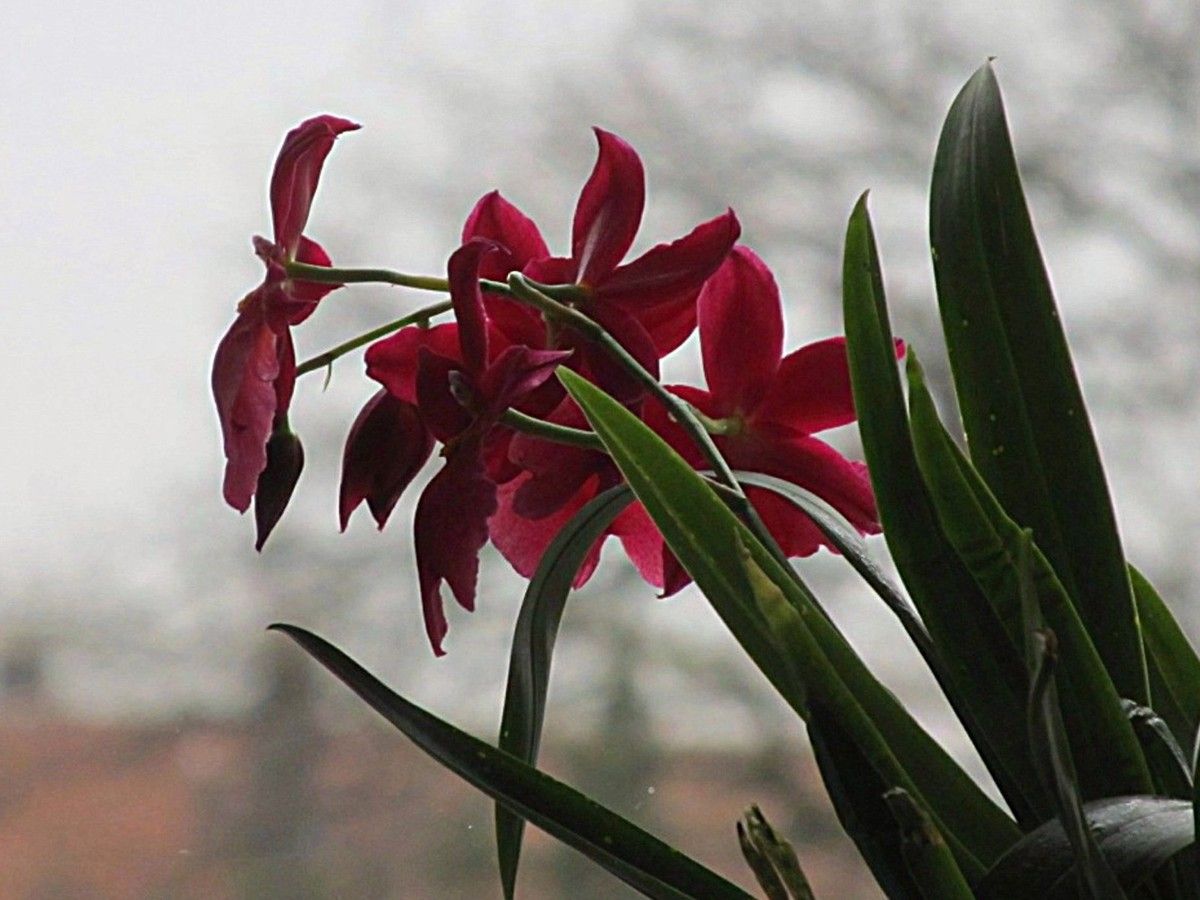 Burrageara Nelly Isler