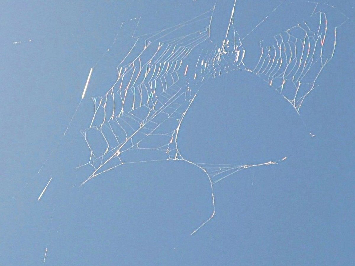 Spinnennetz vor blauem Himmel