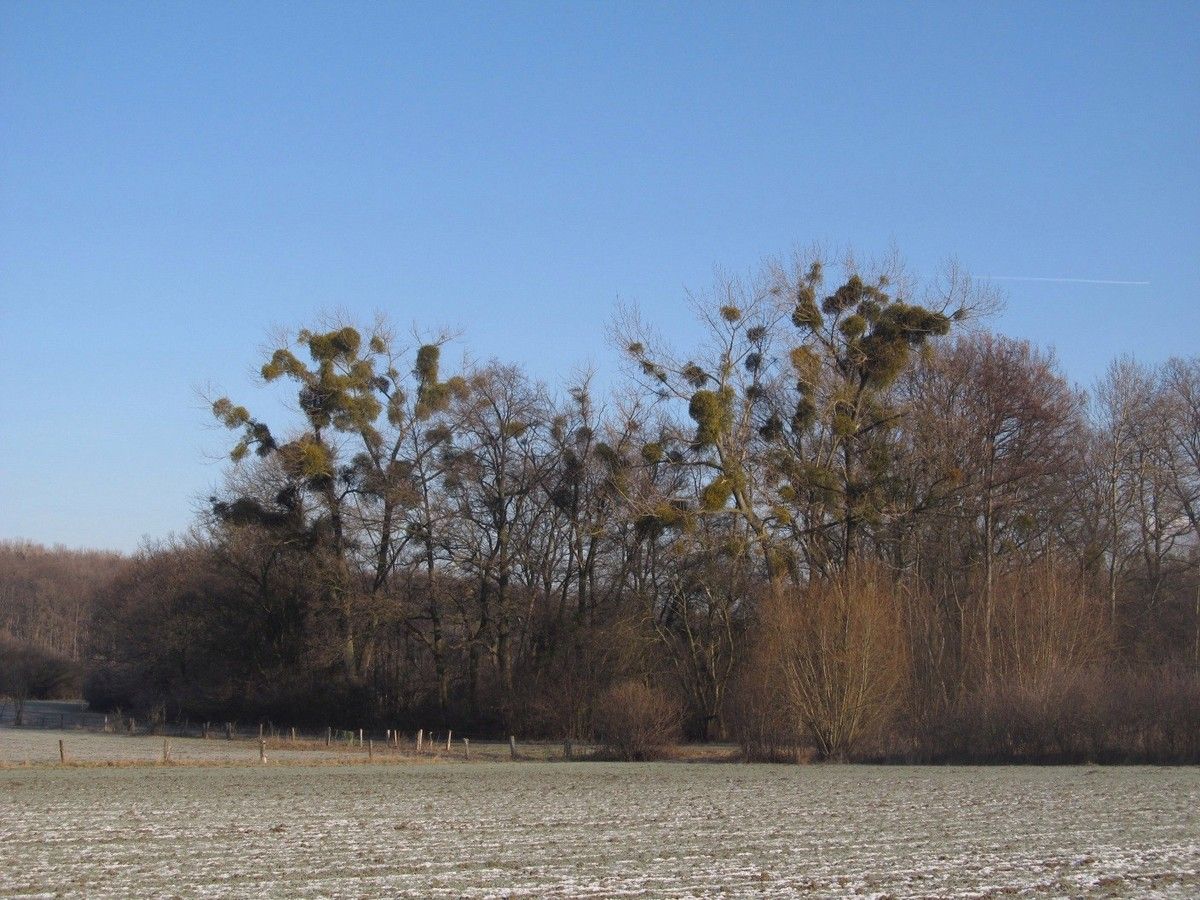 Bäume am Feldrand mit Misteln