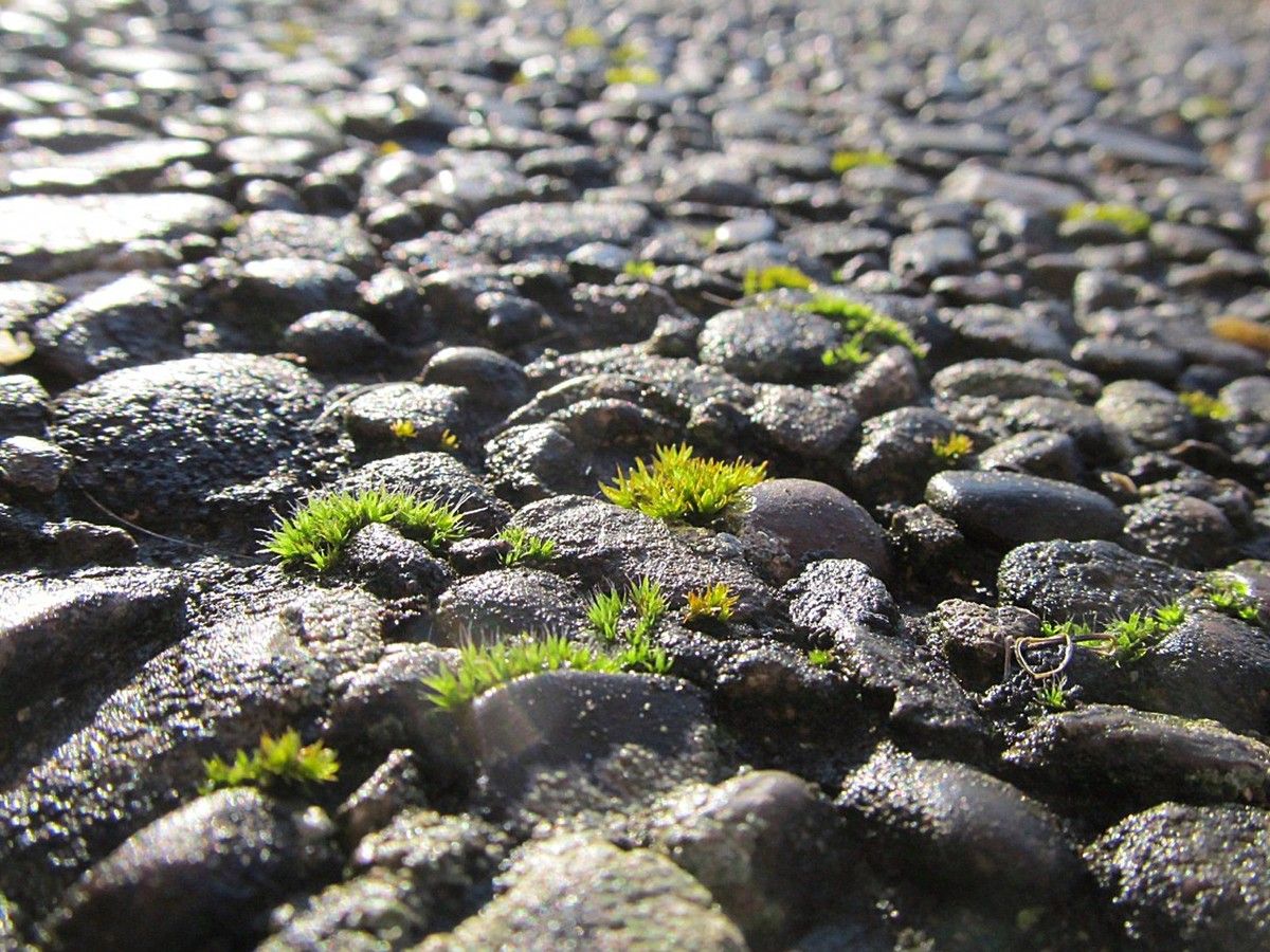 Moos zwischen Kieseln