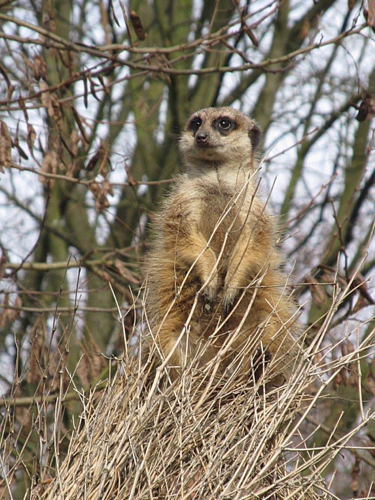 Erdmännchen auf der Spitze des Strohdachs