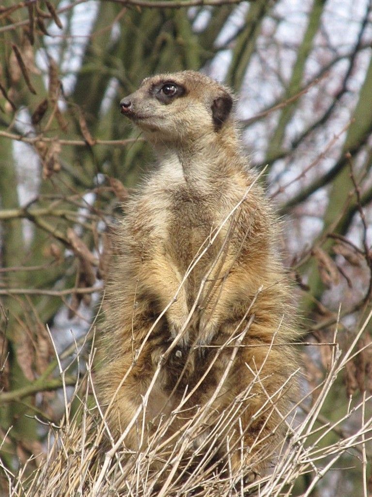 Erdmännchen auf der Spitze des Strohdachs