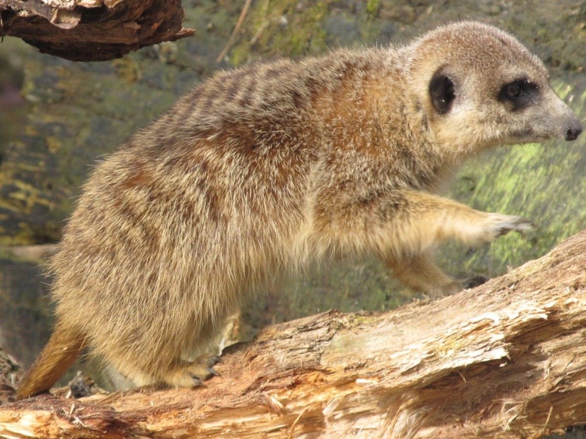 Erdmännchen auf der Pirsch