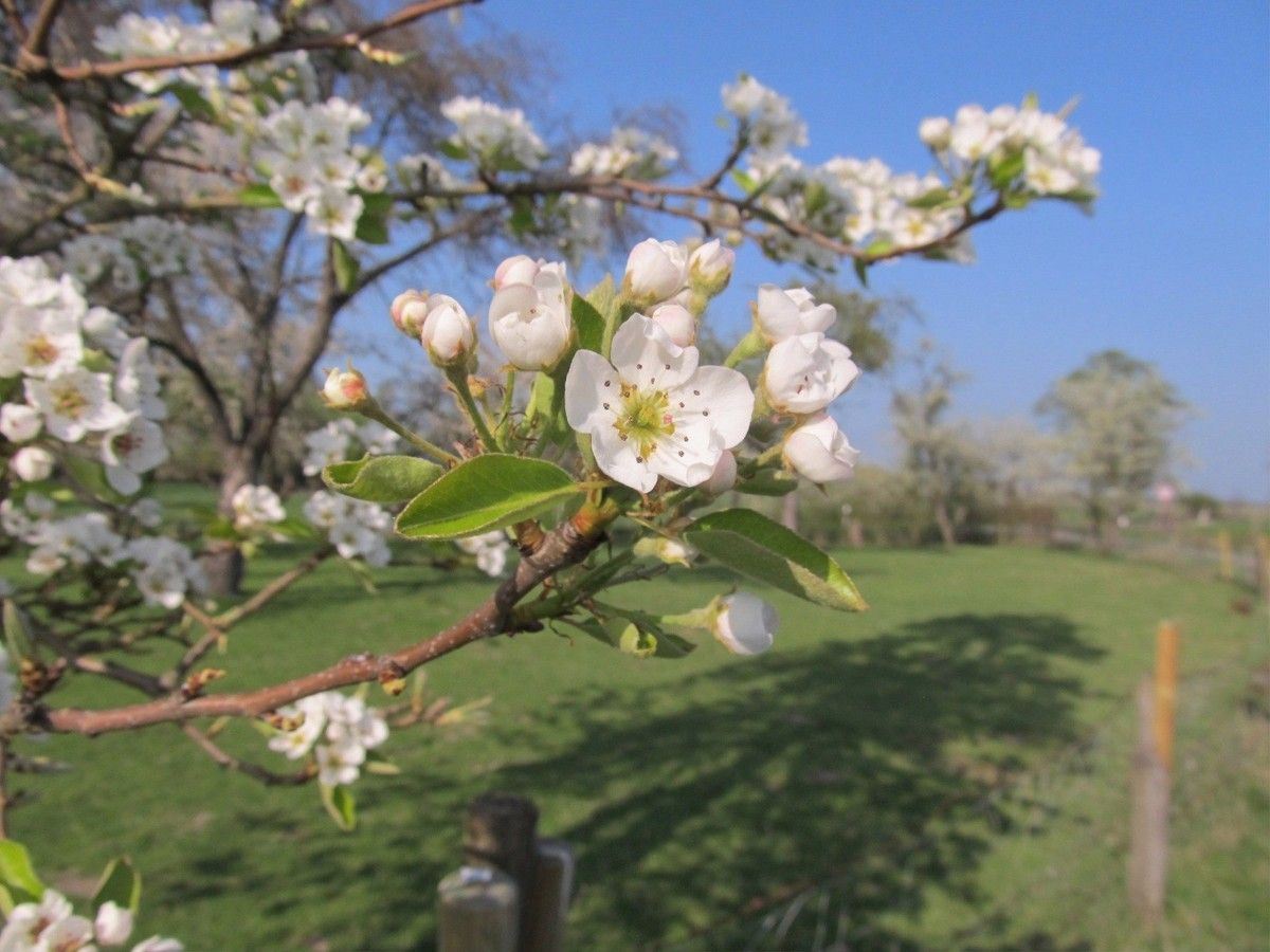 Apfelbaumblüten