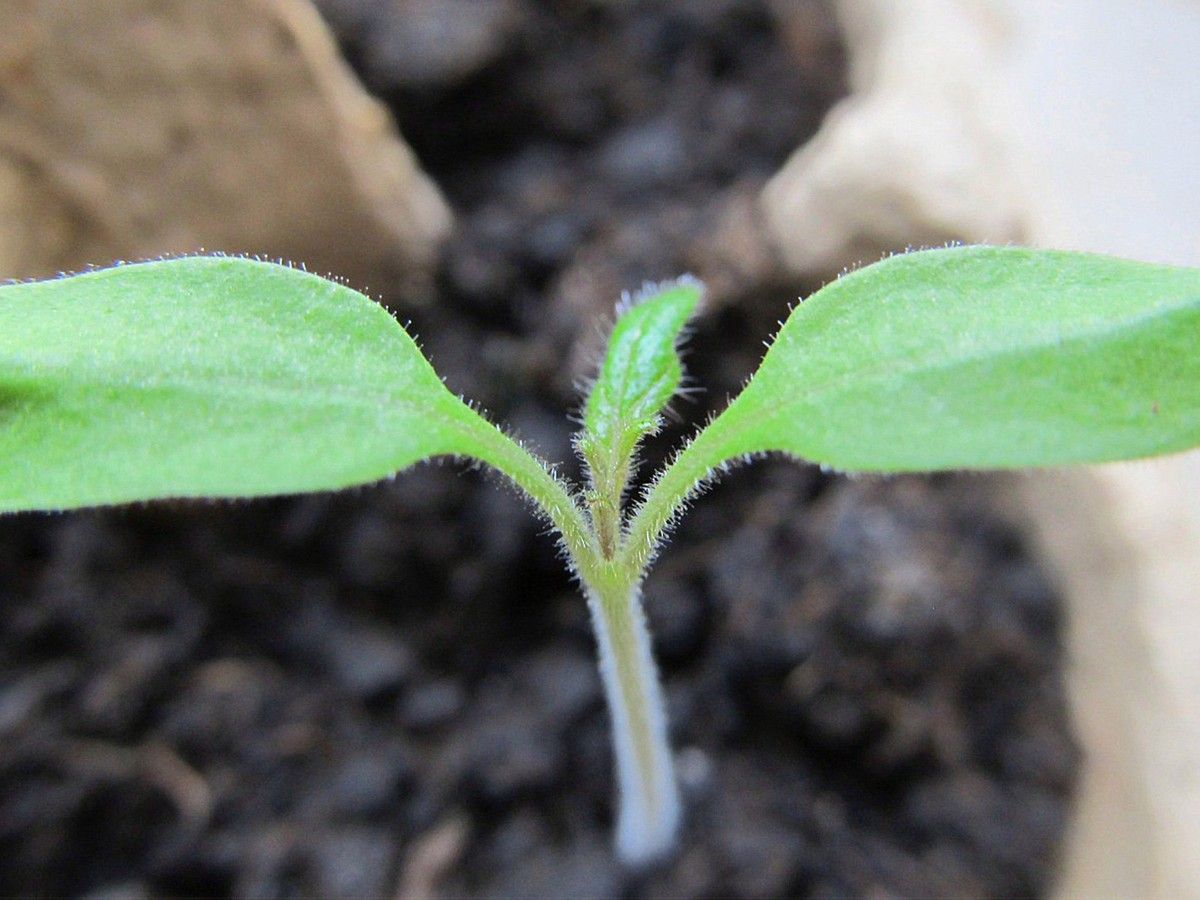 Gestern Bäume, heute Tomaten
