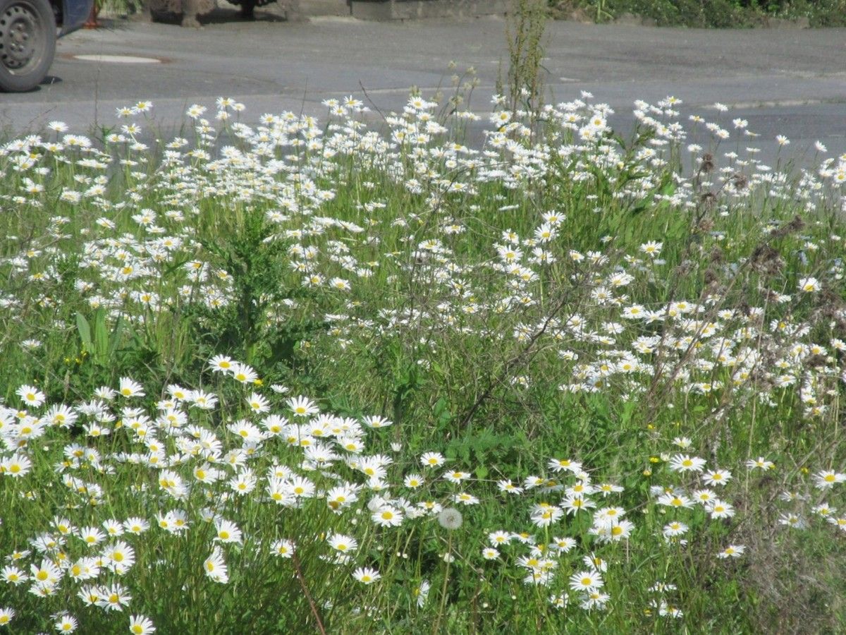 Blick aus dem Küchenfenster