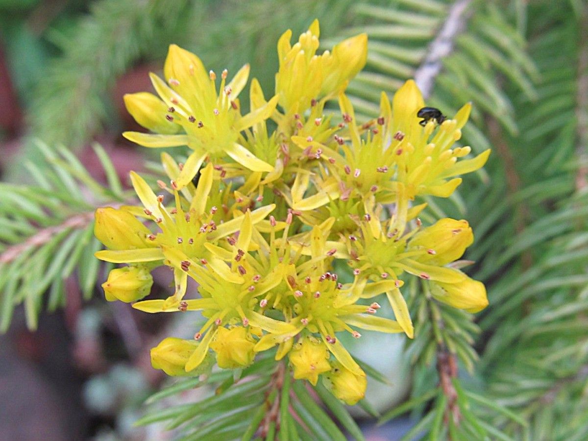 Blüte eines Dickblattgewächses