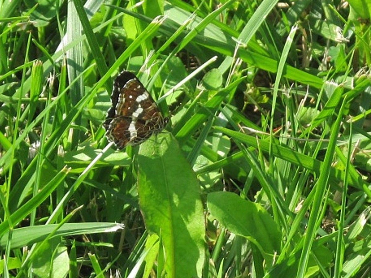 Edelfalter - Kleiner Eisvogel