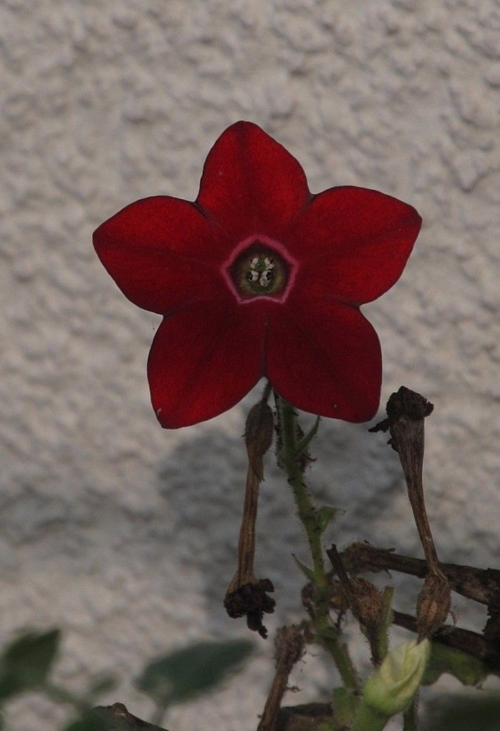 rote Tabakblüte