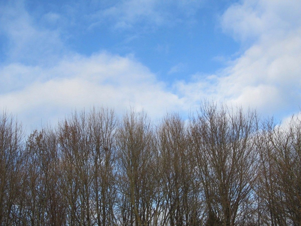 blauer Himmel über Baumwipfeln