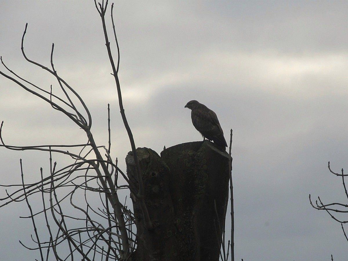 Greifvogel auf Baumstamm