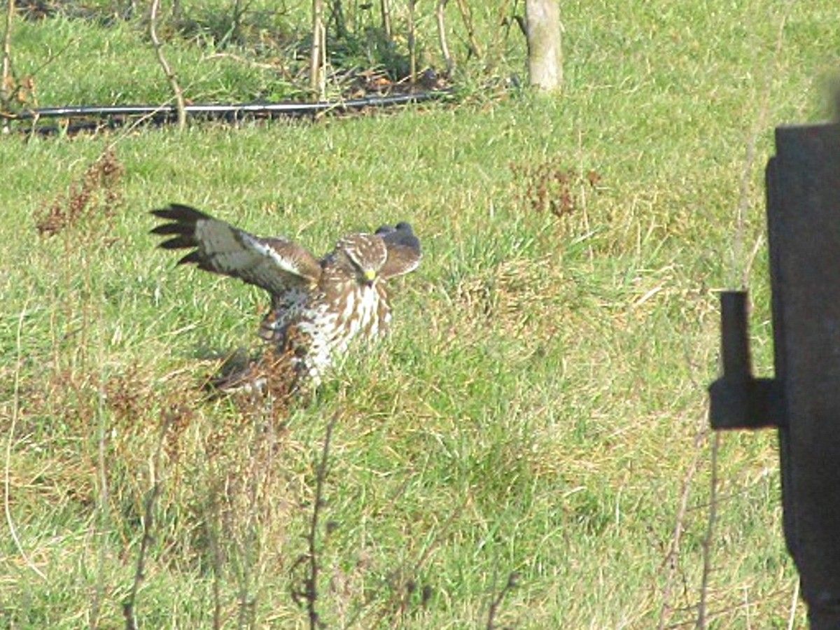 Bussard auf der Jagd