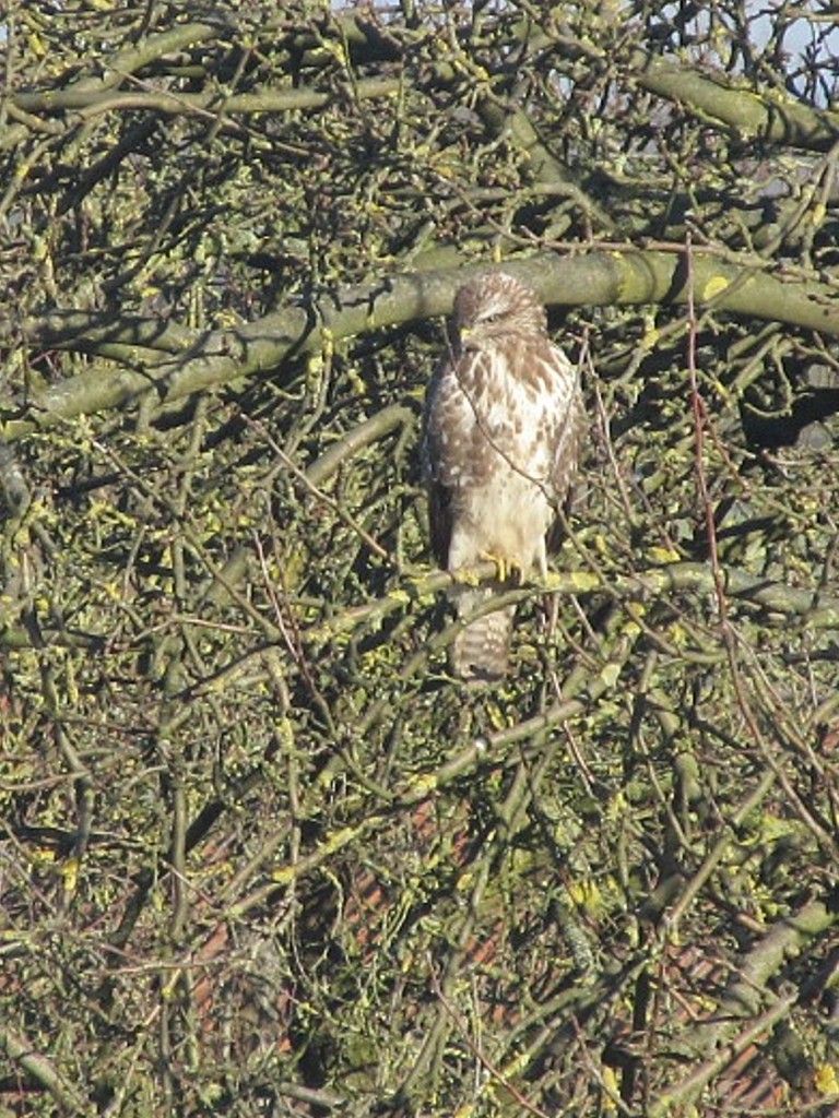 Bussard im Baum