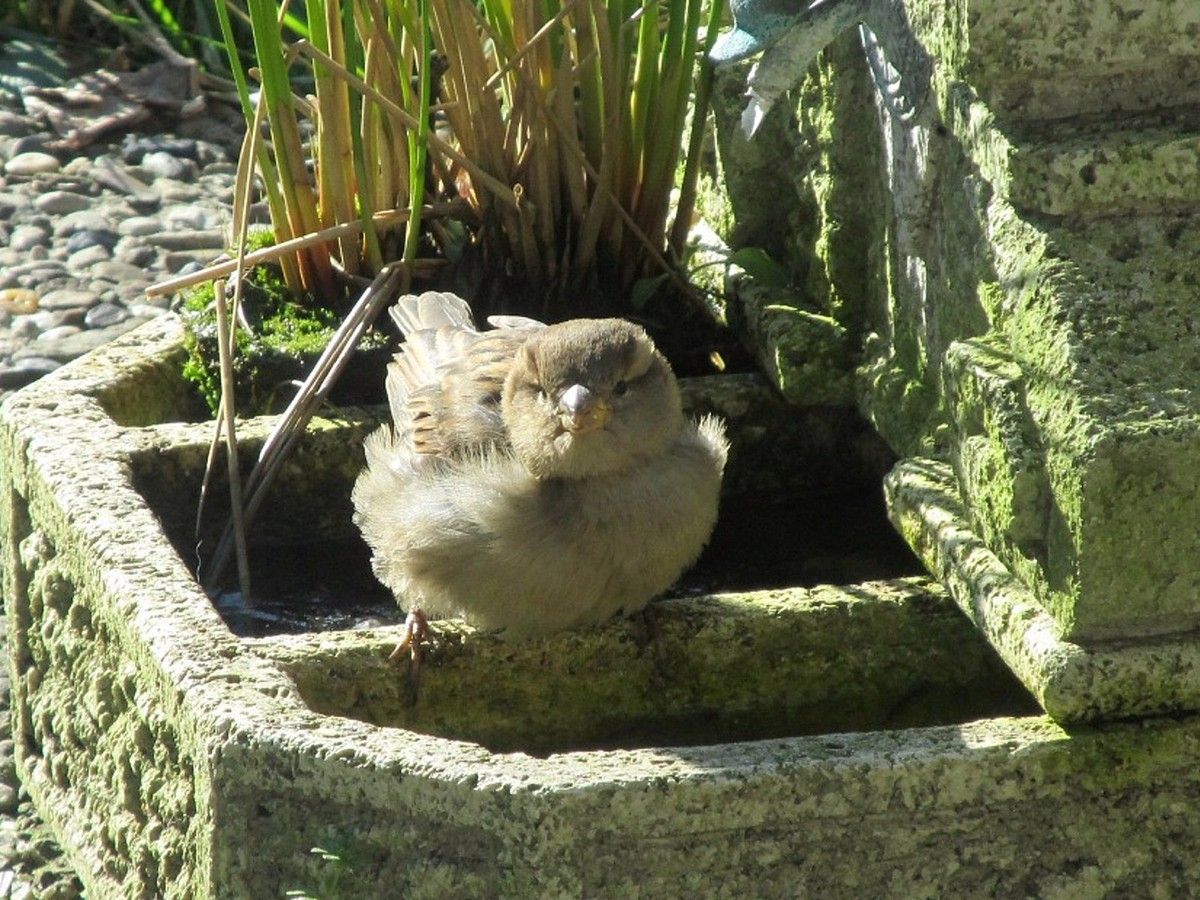 Spatz am Zierbrunnen 01