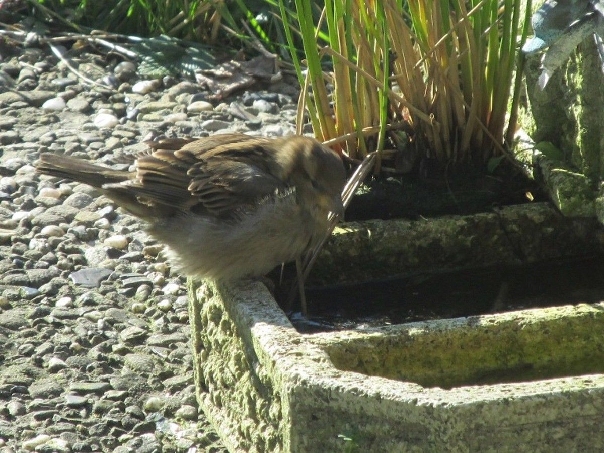 Spatz am Zierbrunnen 02 - 04