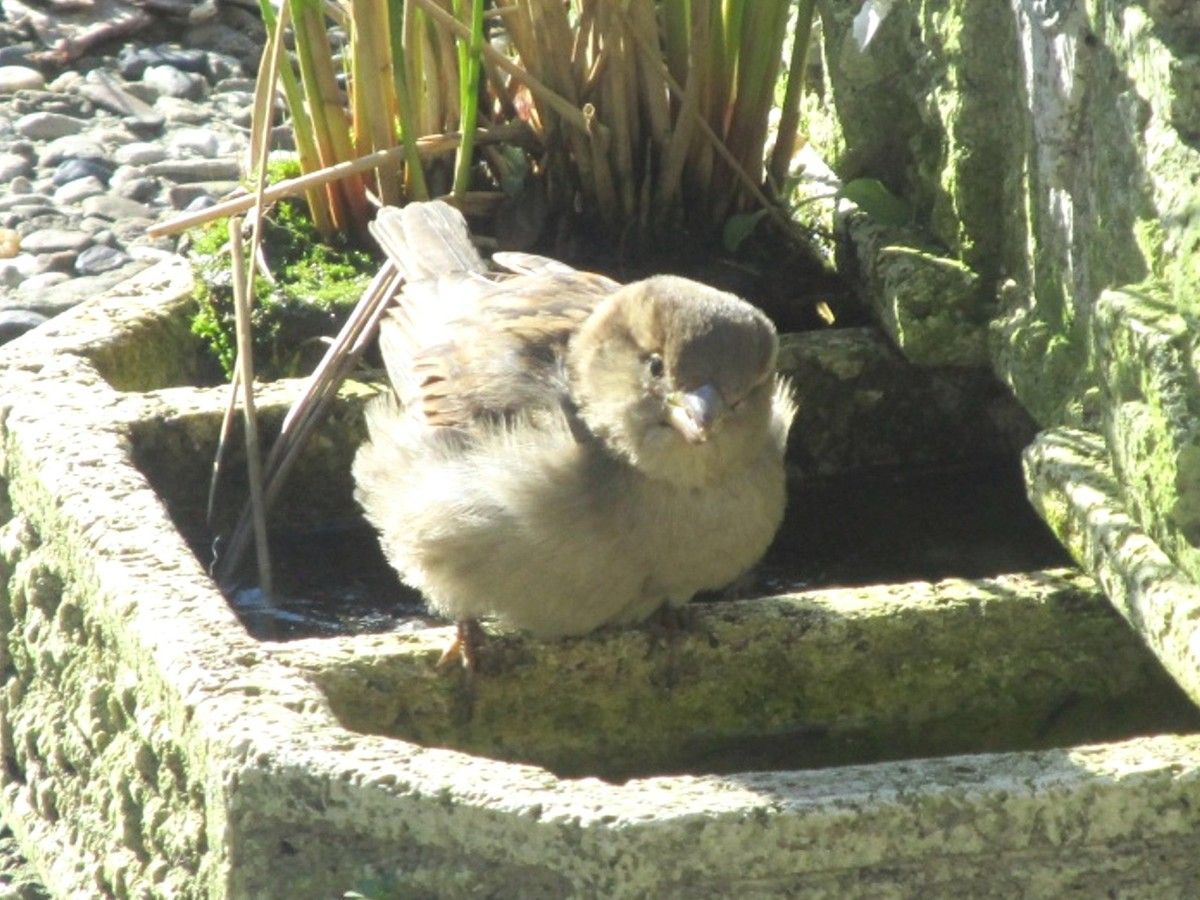 Spatz am Zierbrunnen 02 - 04