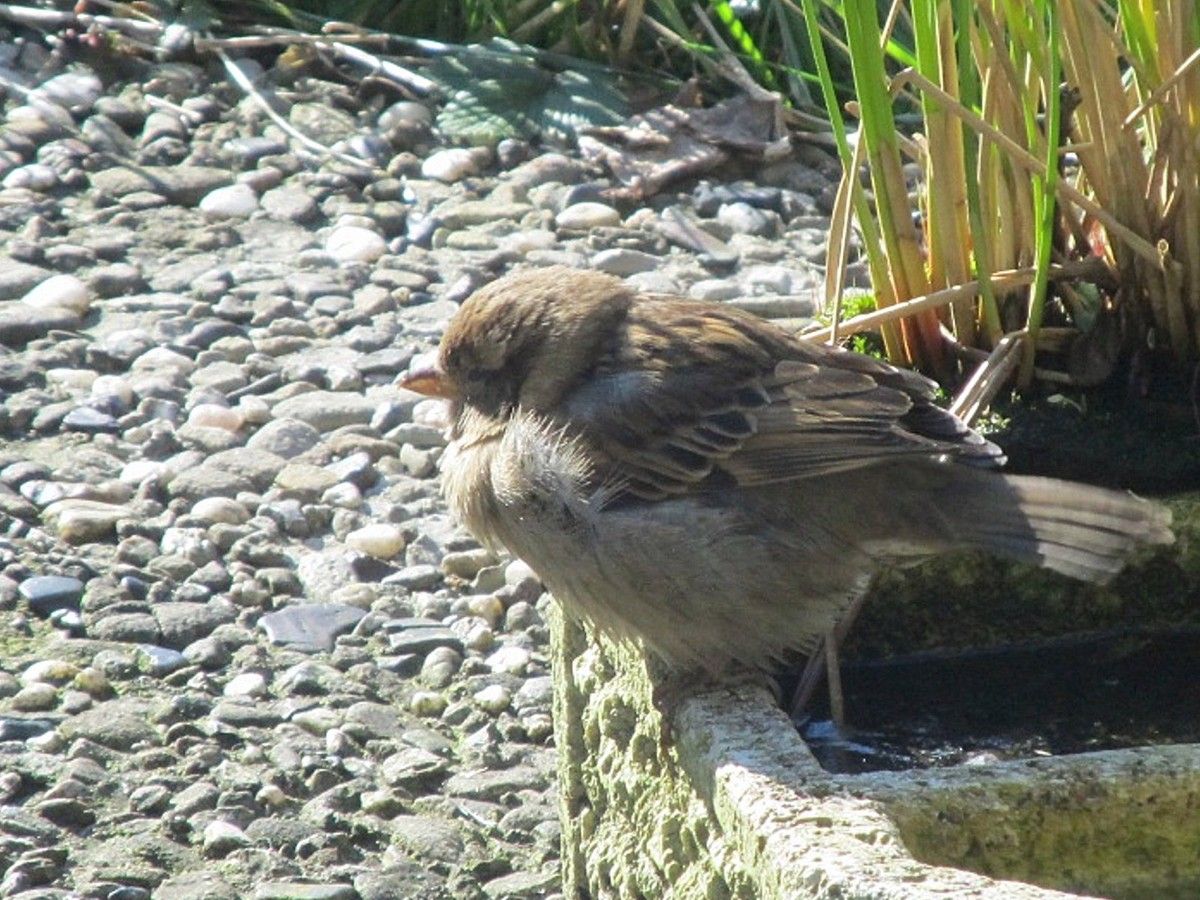 Spatz am Zierbrunnen 02 - 04