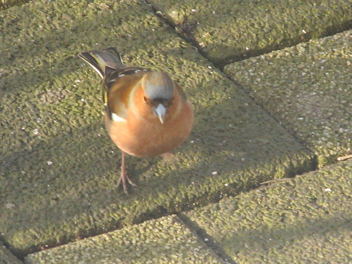 Frau Buchfink auf dem Catwalk
