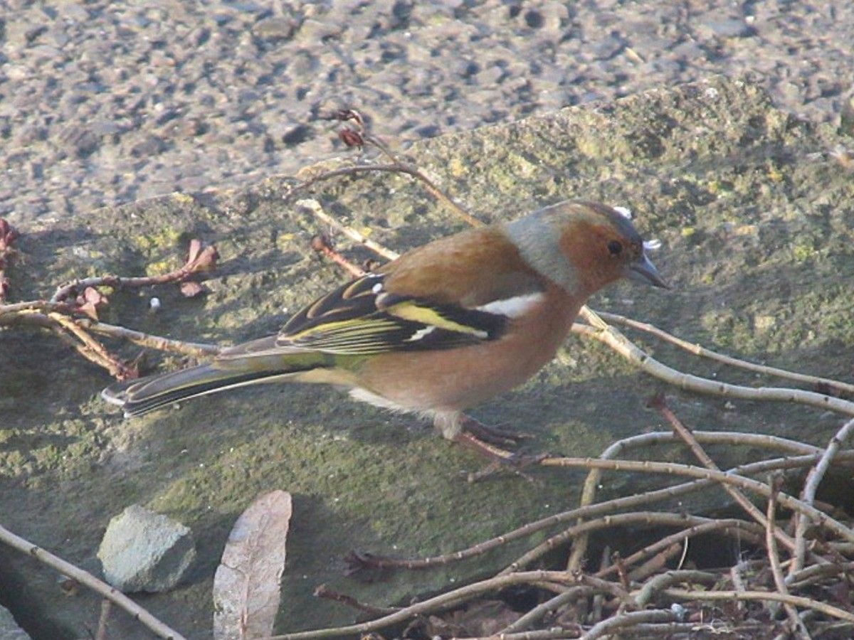 Frau Buchfink auf dem Catwalk