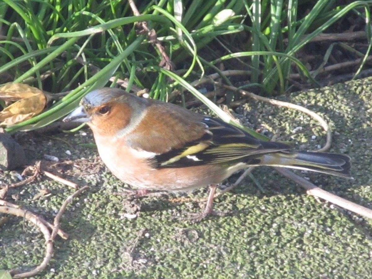Frau Buchfink auf dem Catwalk