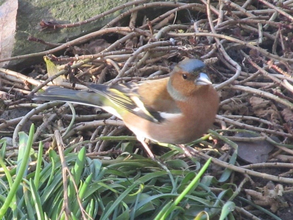 Frau Buchfink auf dem Catwalk