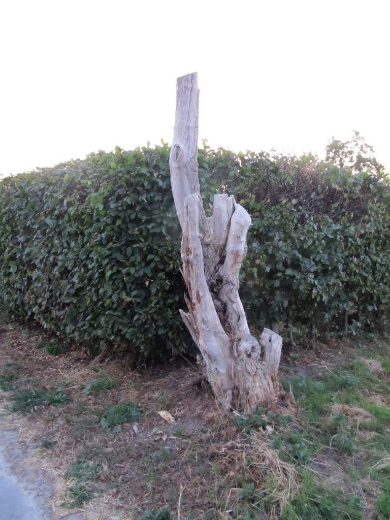 toter Baumstamm