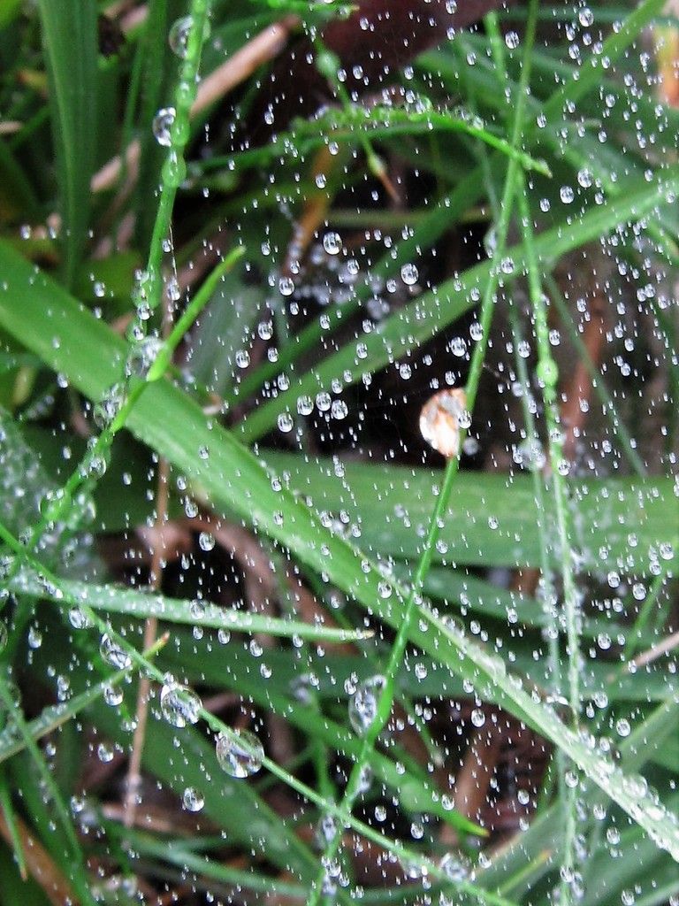 Regen Regentropfen Gedankennetz