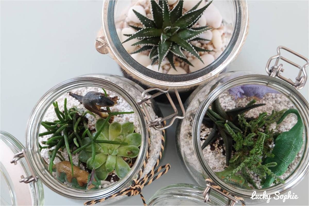 Dino terrarium, activité jardinage avec les enfants ! 🦖 - Lucky Sophie  blog famille voyage