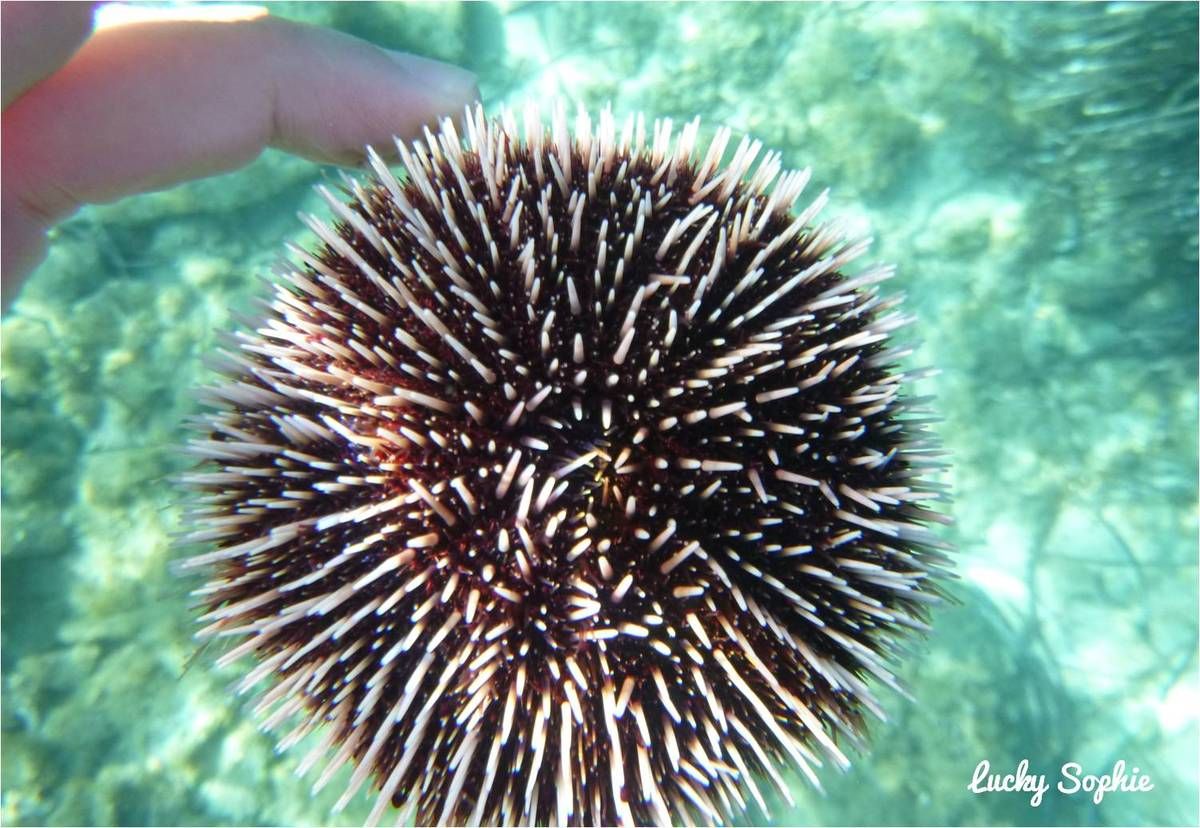 Au menu des baignades en Croatie : cailloux et oursins, mais sinon c'est le pied ! (sans mauvais jeu de mots)