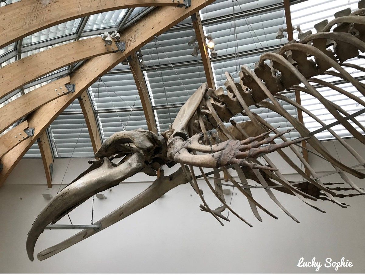 Un grand squelette de baleine au musée d'Histoire Naturelle de Budapest