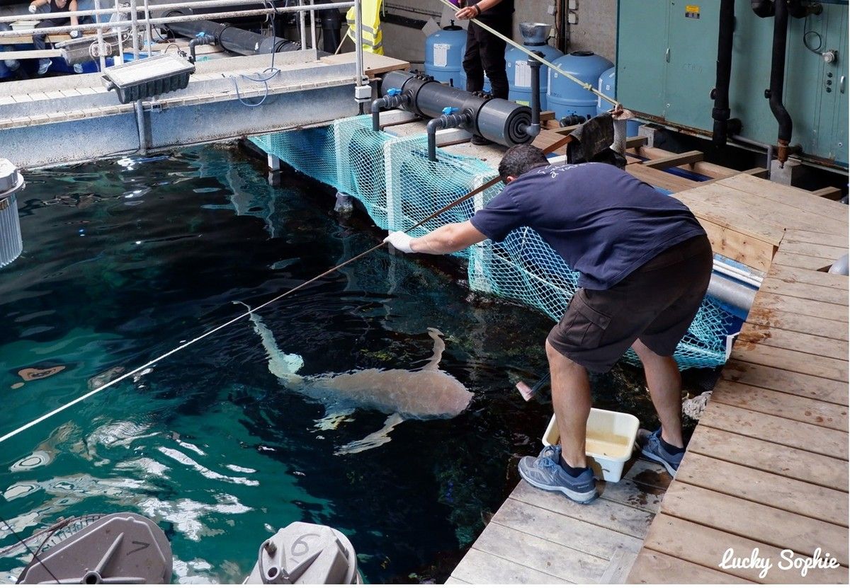 Aquarium de Lyon : trois bébés requins d'une espèce quasi menacée sont nés,  un grand et rare évènement