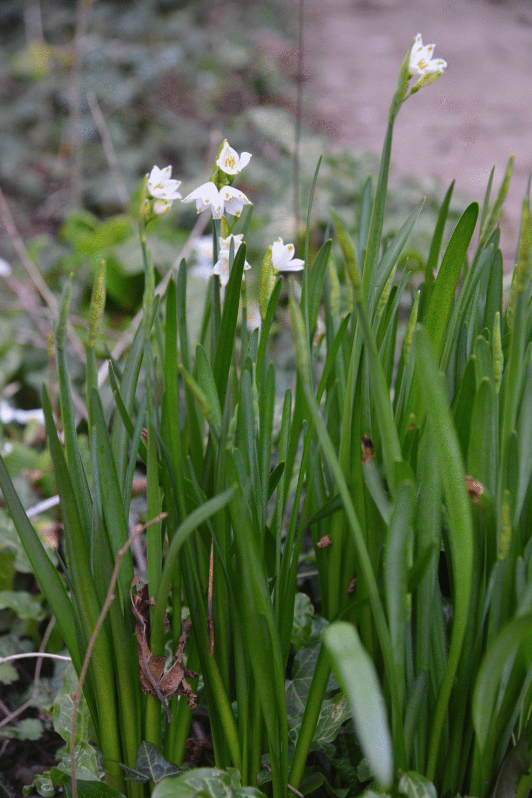 Nivéoles pas au top ...