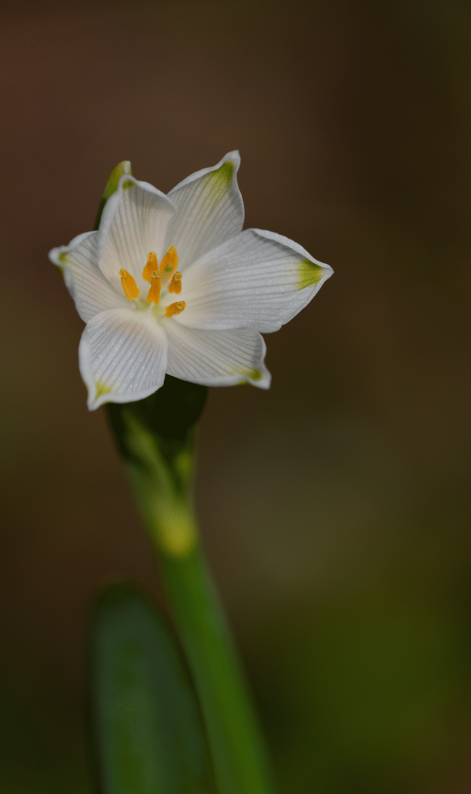 Nivéoles pas au top ...