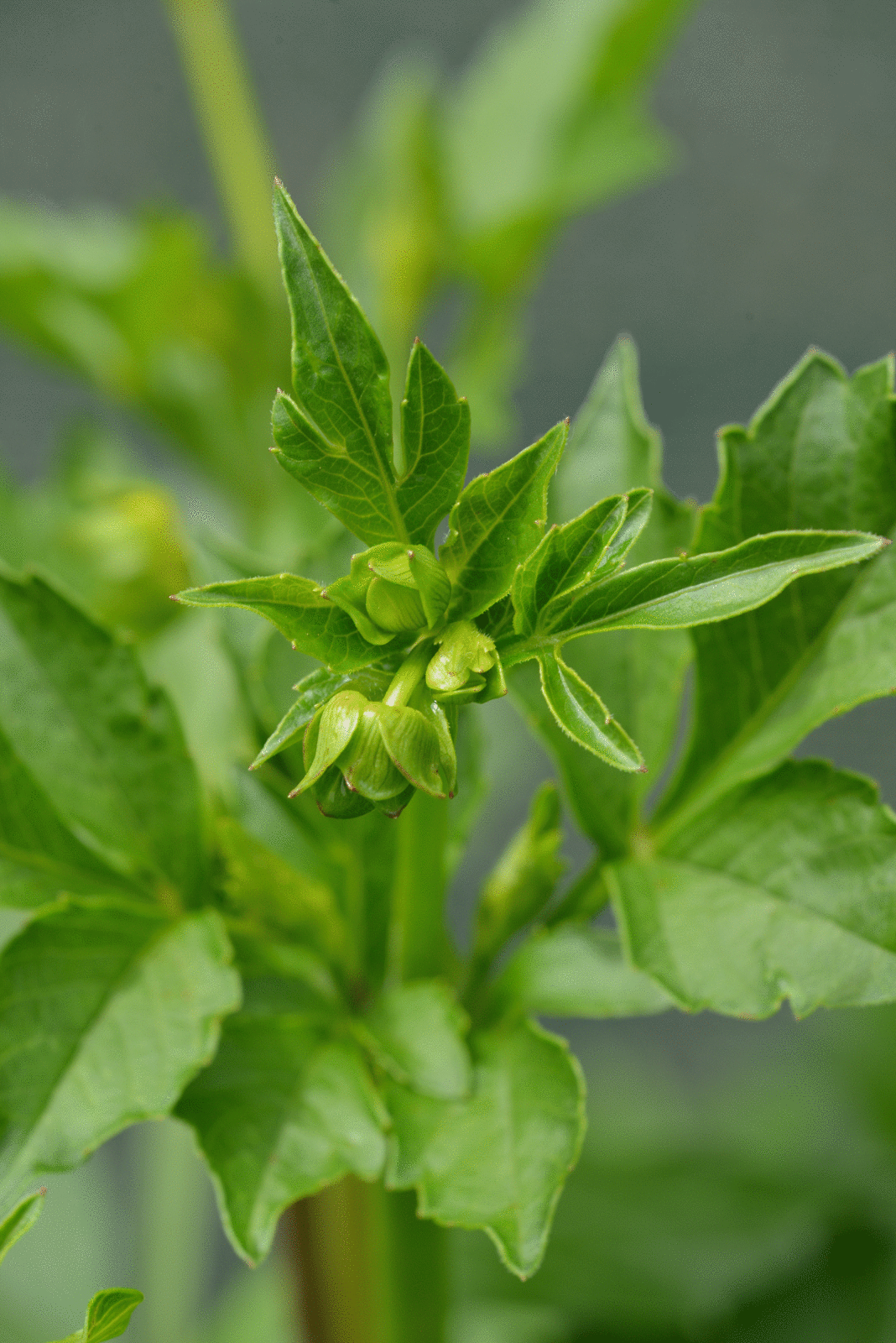 Le premier est un honka ...
