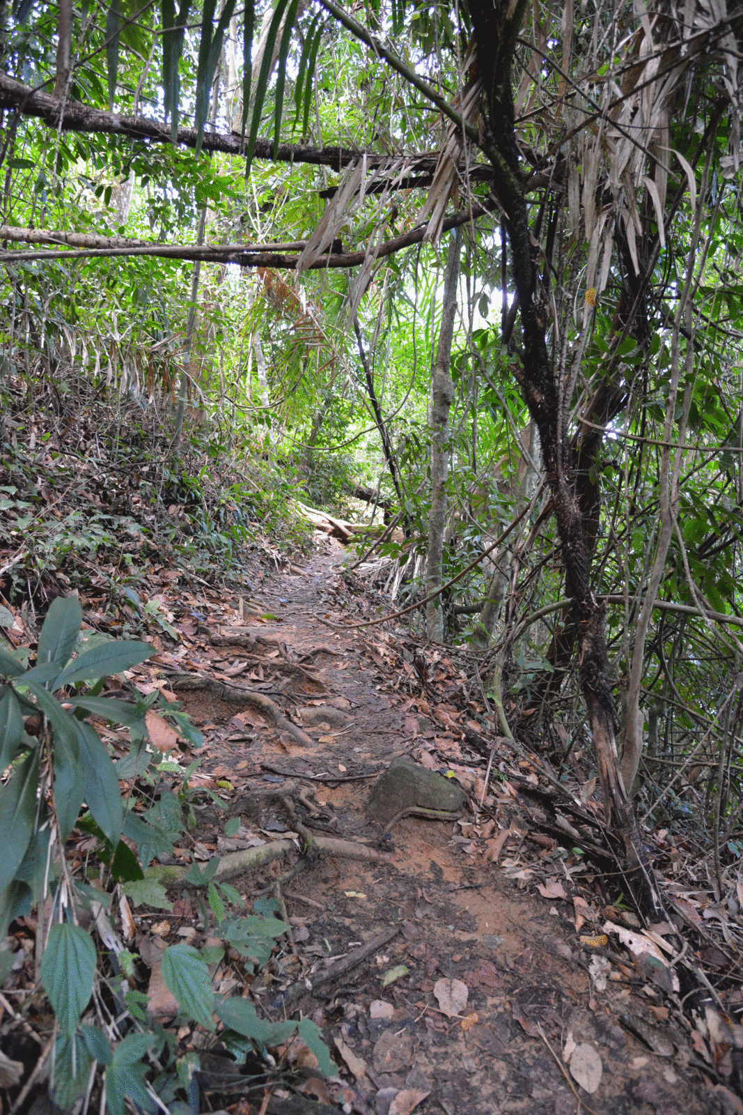 Thaïlande 2018 : Khao lak , Lamru national park et Ton Chongfa waterfall ...