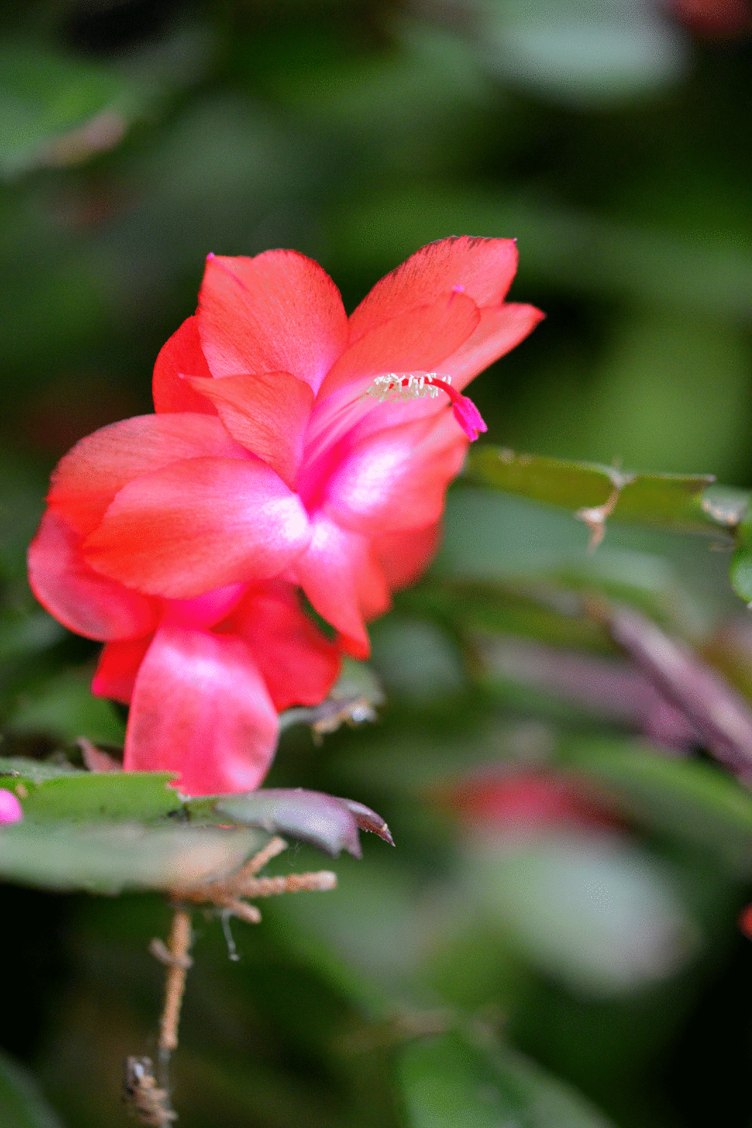 Amazonas Brazil remonte ...