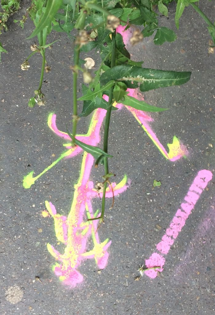 Art urbain. Création d'une ombre colorée au sol des plantes sauvages dans le XIVeme de Paris
