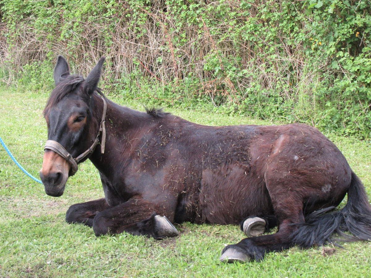 mulet au repos