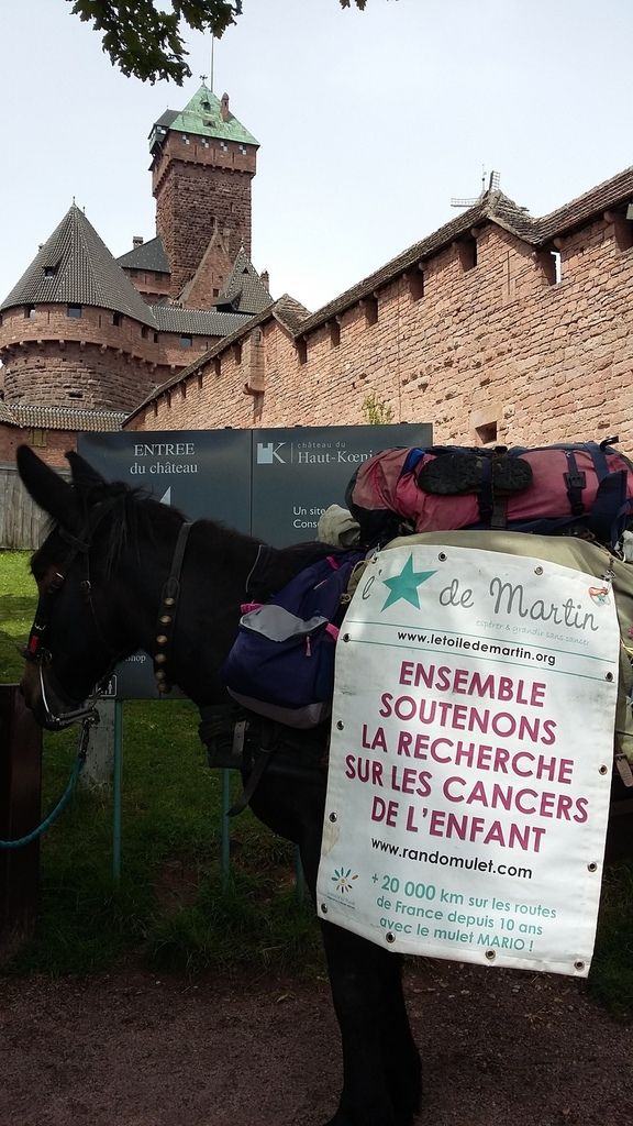 mulet au haut Koenigsbourg