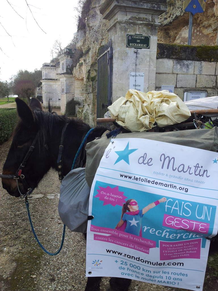 mulet portant bannière