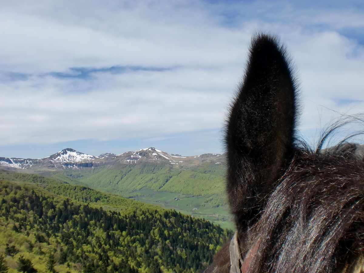 oreille de mule